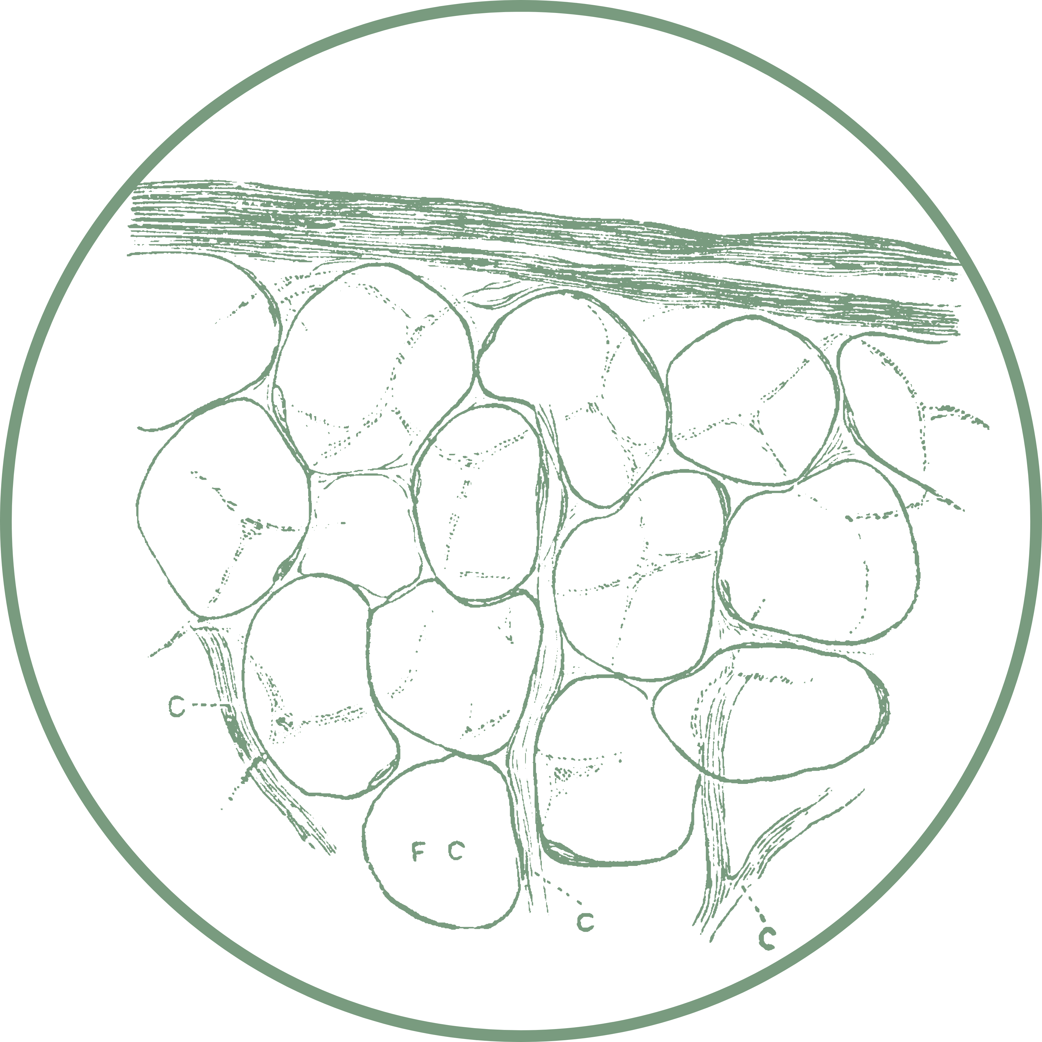 Fat cells